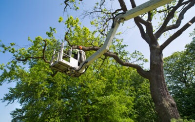 The Benefits of Regular Tree Trimming