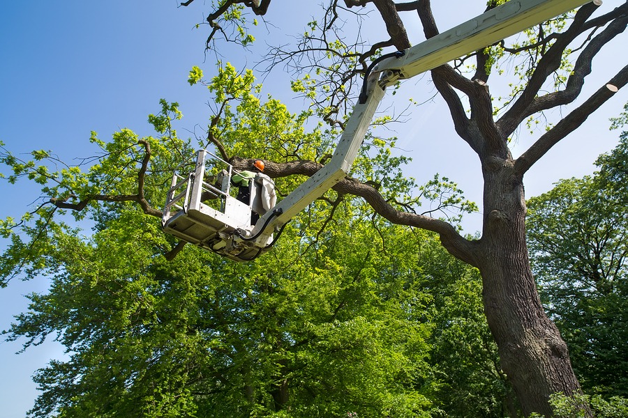 The Benefits of Regular Tree Trimming