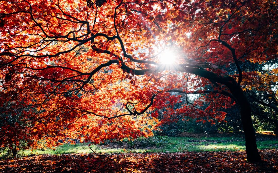 Fall Tree Care Checklist