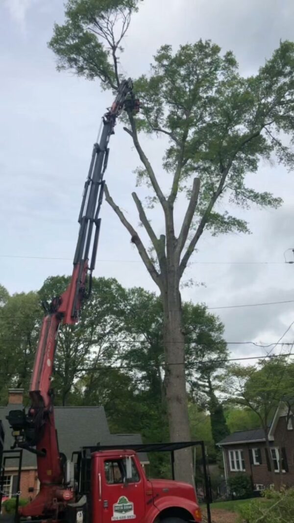 Not every tree problem calls for a chainsaw. Sometimes a little maintenance is all it…