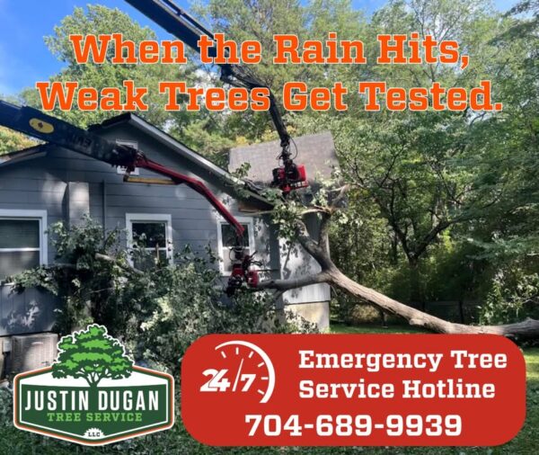 Rain is coming this weekend, and wet conditions can put additional stress on trees—especially those…