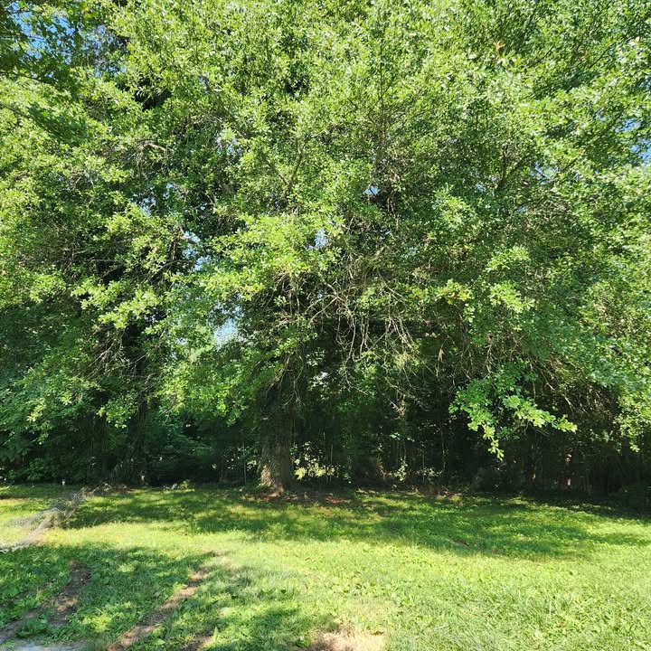 This before-during-after shows a major tree removal completed by Justin Dugan’s Tree Service on a…